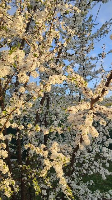 цветущий абрикос.mp4