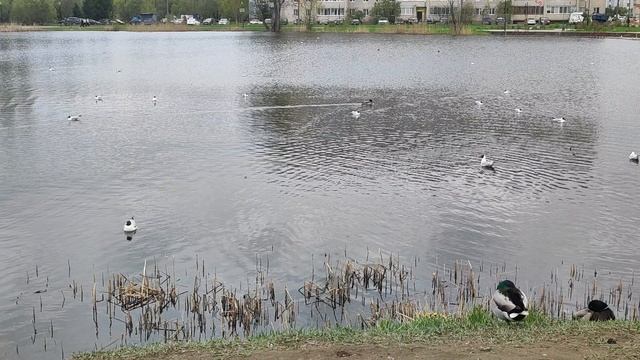 Чайки оккупировали пруд. До чего же шумные птицы, мешают уткам спать.