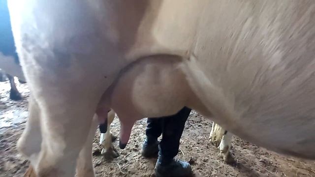 Худи ҳозир молбозор хуҷанд молҳои оча бача ва моли дуҷон нарху наво 17-сентябр