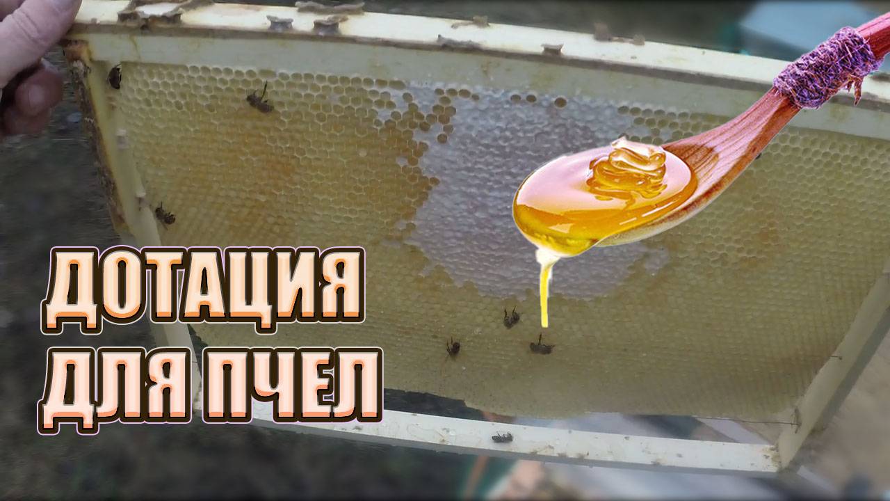 МОЯ ПАСЕКА С НУЛЯ