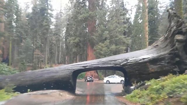 Туннель в секвойе | Tunnel Log At Sequoia NP