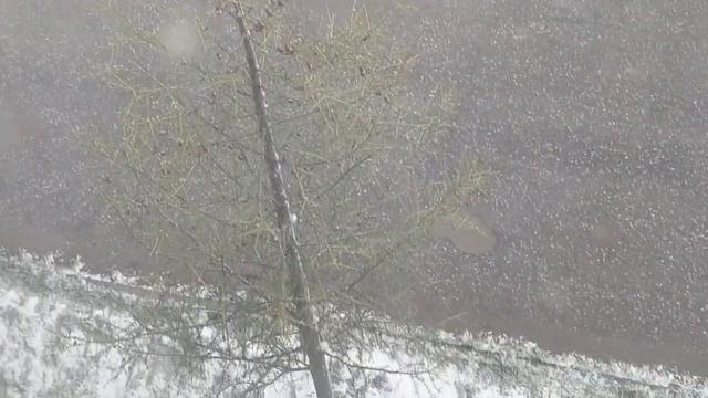 Снег решил выпасть в мае–месяце на зелёную траву и листья | город Ухта.