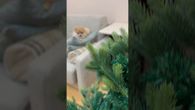 Наряжаем елку на Новый год 🎄🐶🎉 #минишпиц #шпиц #новыйгод
