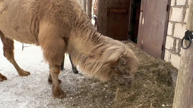 Camel And Horse Ride In Russian Winter ; Прогулка на верблюдах и лошадях русской зимой