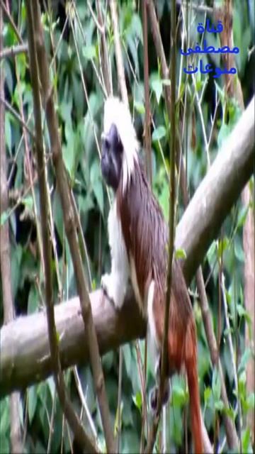 #طمارين قطنى الرأس #معلومات #الطبيعة