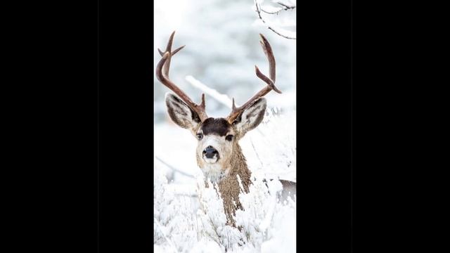 ФАКТЫ О ОЛЕНЯХ!!!