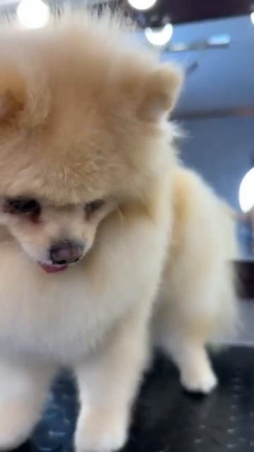 Шпиц Ричард, груминг до/после