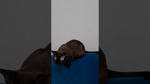 Выставка кошек On-line