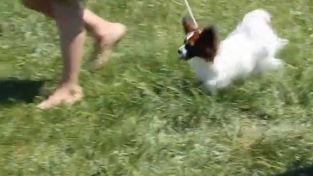 Кобель. Юниор. 11.06.16. Томск. Моно ПК.