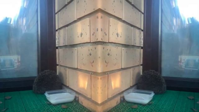 ёжик пришел к нам во двор