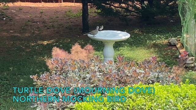 Flowers And Birds Of Summer