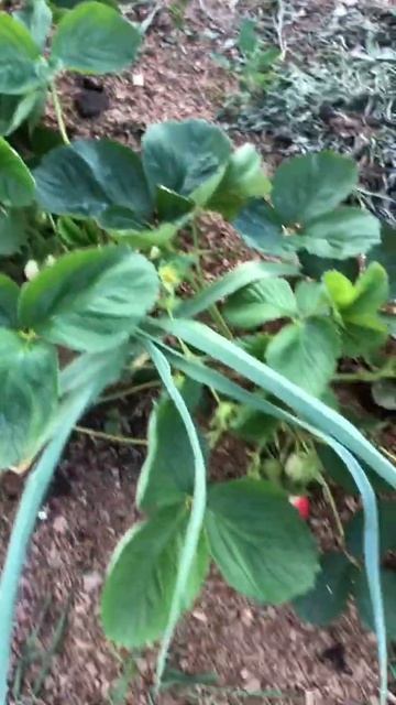 Сорт Брилла