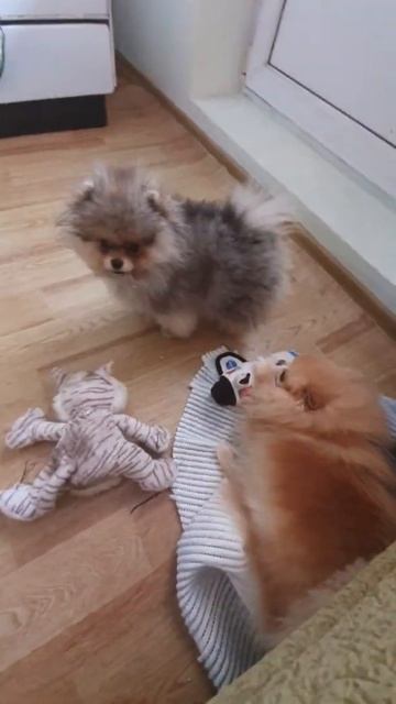 просто девчули