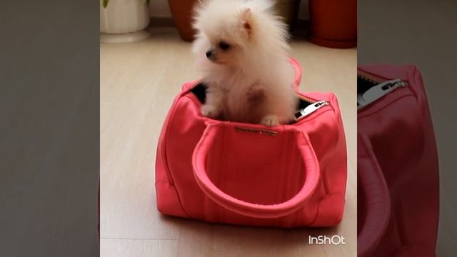 Шпиц смешной видео