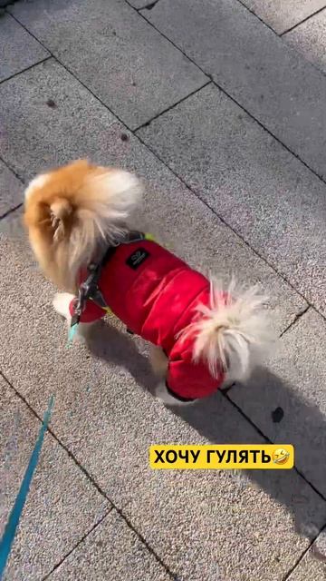 Тот случай, когда вообще домой не хочу возвращаться😂 #pomeranian #pomeranianspitz #dog #shorts