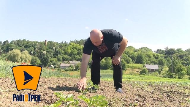 Кавуни тепер вирощують біля Рівного