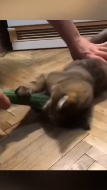 НАШЕСТВИЕ КОТОВ-ВЕГАНОВ  #новости  #котики  #веган