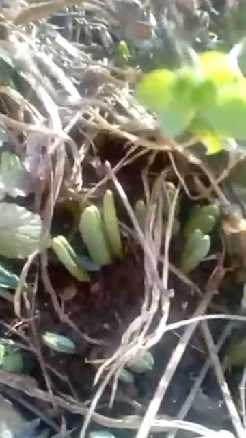 Весна пришла - весне дорогу !