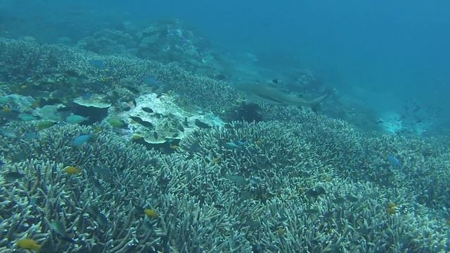 Melissa's Garden. Raja Ampat. March 2020