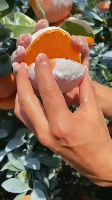 This Tangerine So Juicyu Need More Inspiration And Ideas?Folow Me Please😘#shorts #subscribe