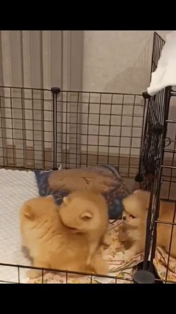 Щенки, породы шпиц, 1,5 месяца.