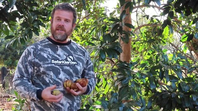 Fruta (quase) Desconhecida: Guapeba Do Espírito Santo