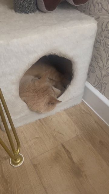 24d562523980805de9ca26cd0d3e3899