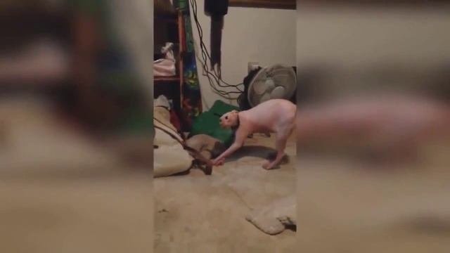 Bf6dbe717e58719a857313ea863cb0ee