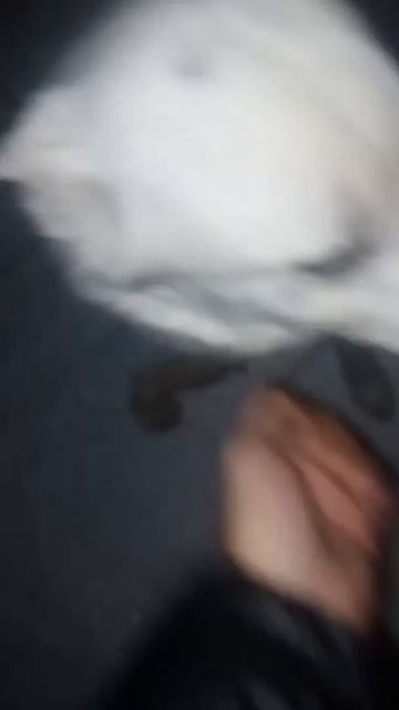 собаке:) #снежок #собака