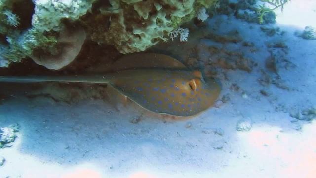 Eel   Stingray