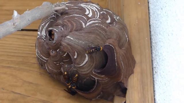 Growing Colony Of Vespa Analis コガタスズメバチ♀が鱗状の外被巣に追加