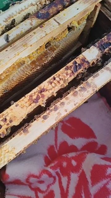 Работа на пасеке