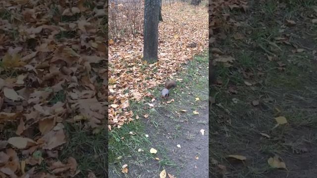 Павловск Белка 🐿