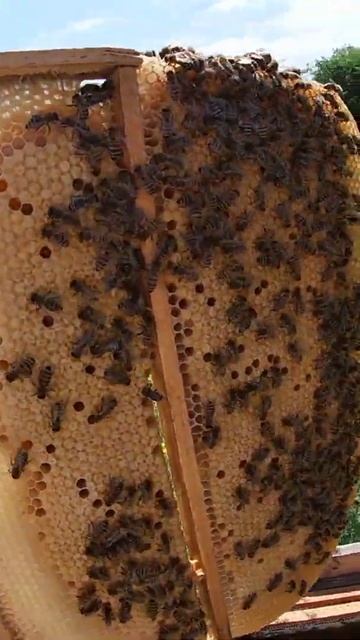 Пчелы строят соты