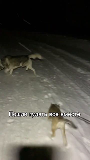 Первая большая прогулка Лиски по деревне#хаски #щенок #собака #БрюликиЛиска #puppy #dog #funnydogs