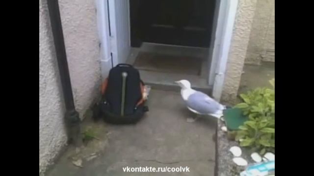 ЧАЙКА-ВОРОВКА