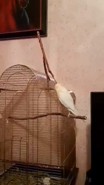 #harizma_ptichka
Распевка, поведение кореллы самца 3 месяца