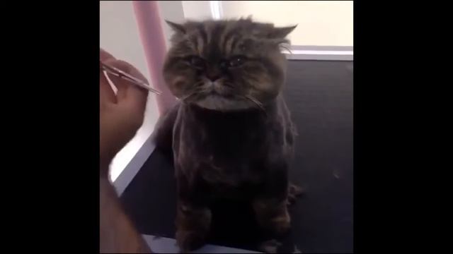 Котэ Приколы