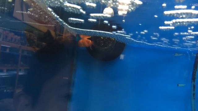 How To Choose A Healthy Goldfish At A Fish Store With Fish Veterinarian Dr Loh.