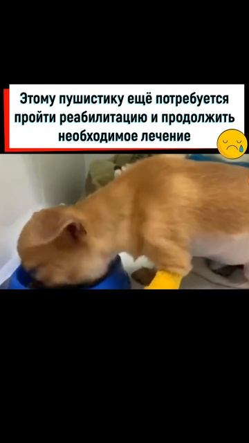 Пушистик находился на улице в полном одиночестве... Спасение Животных #shorts
