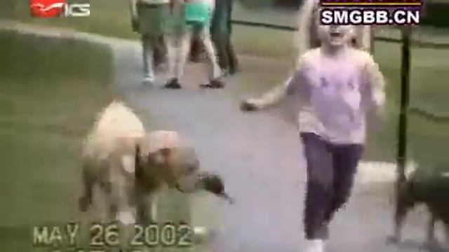 Прикольные собаки