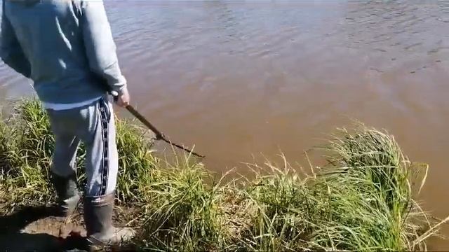 Светлые Горы. Трофей Сом. 19.05.2024