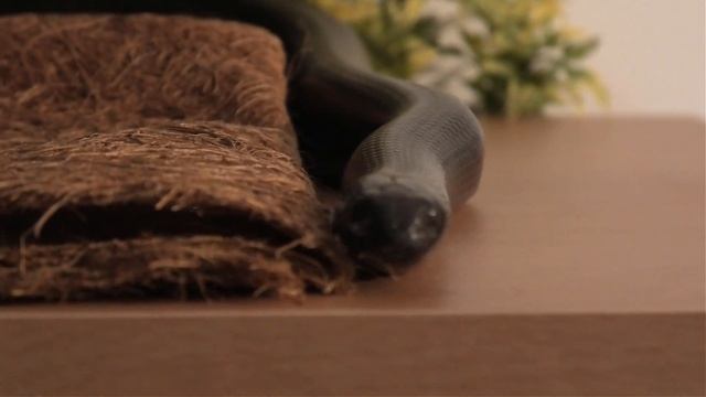 Can You Let A Snake Roam Your House?