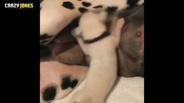 НЕ ДЕТСКИЕ ПРИКОЛЫ | ЛУЧШИЕ ПОДБОРКИ |Угарные шутки !|СМОТРЕТЬ ВСЕМ 16+