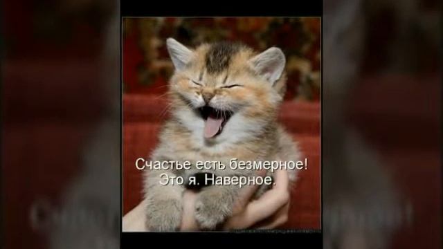Приколы с кошками КАРТИНКИ