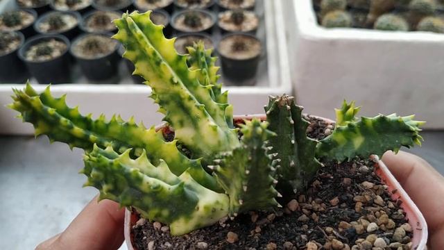 Huernia Zebrina Variegata