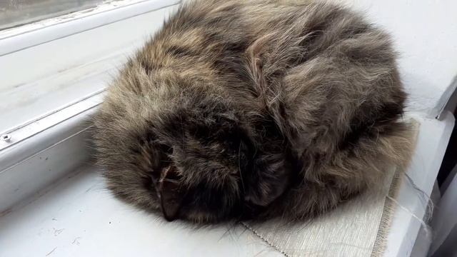 кошка калачиком