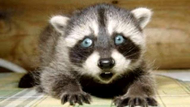 E773f17065bacdcd60e61659becacf4a