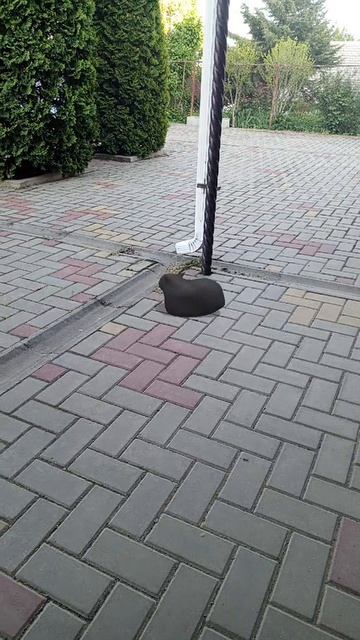 кот батончик 6 часть