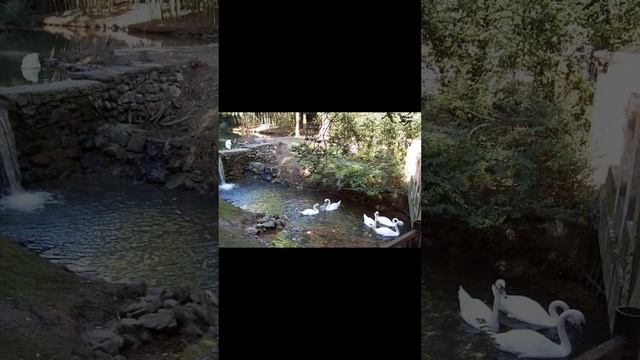 Михаил Амбражевич